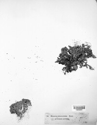 Hericium coralloides image